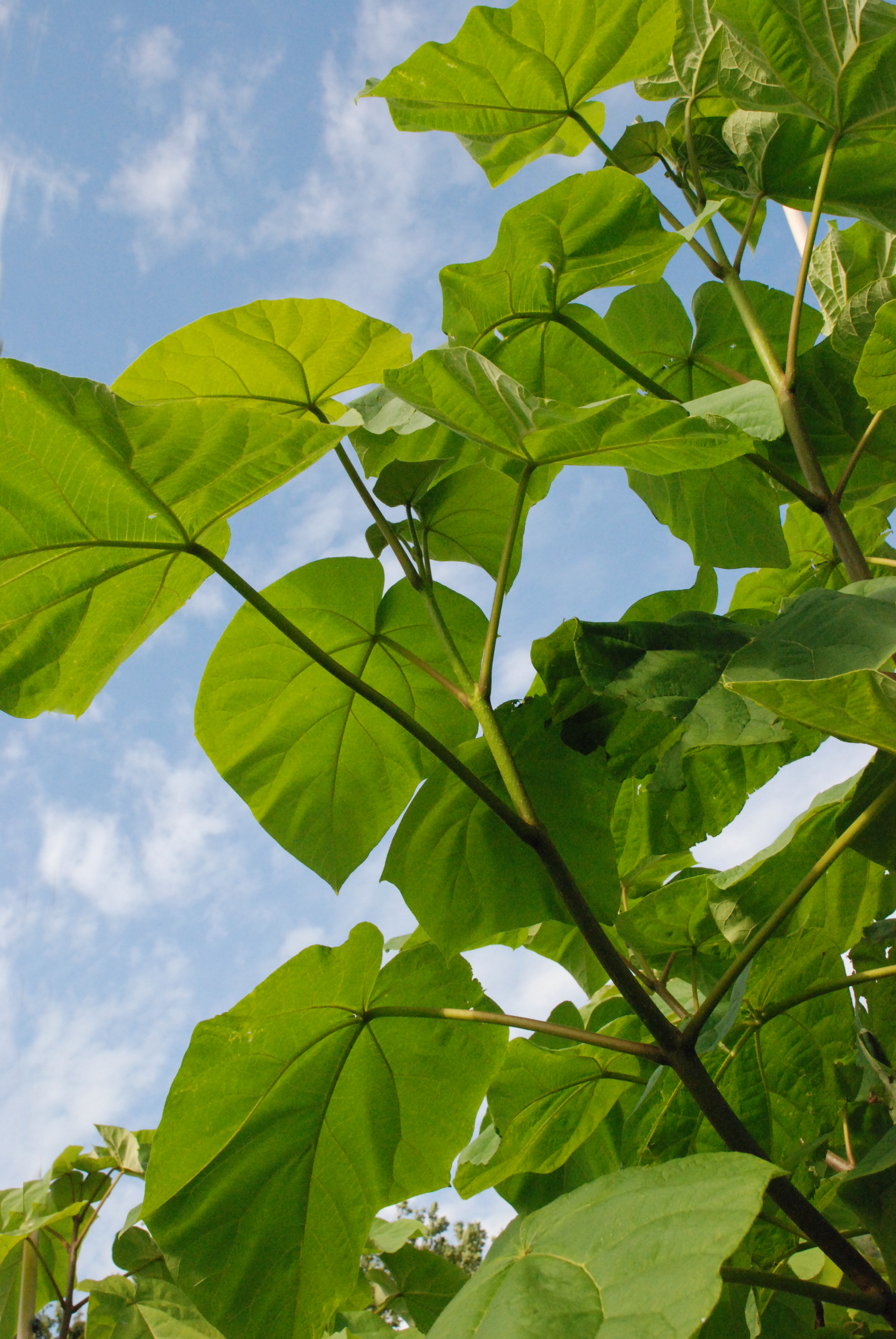 Paulownia tomentosa Unikat